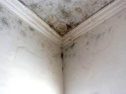 Why You Should Choose Our Mold Remediation Services in Ragland, AL