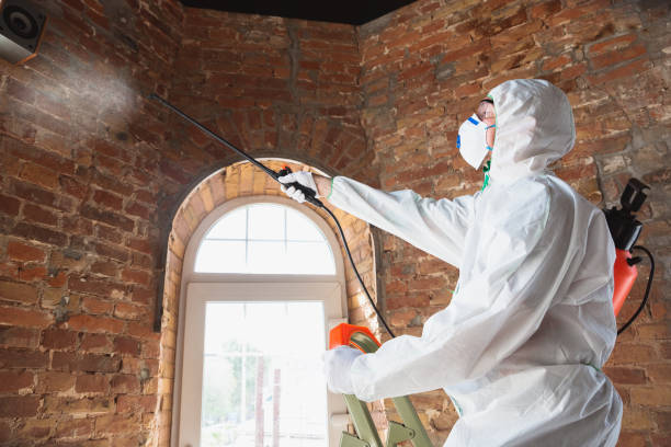 Professional Mold Removal in Ragland, AL